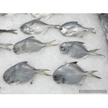 鯧魚(yú)